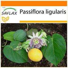 SAFLAX - Garden in the bag - Grenadelle - 20 graines - Avec substrat de culture dans un sac pratique Ă montage automatique - Passiflora ligularis
