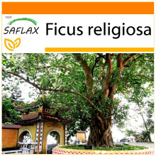 SAFLAX - Garden in the Bag - Peepul Tree / Sacred Fig - 100 seeds - With substrate in a fitting stand up bag - Ficus religiosa