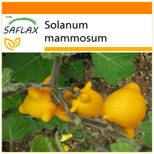SAFLAX - Garden in the bag - Mamelle de vache - 10 graines - Avec substrat de culture dans un sac pratique Ă montage automatique - Solanum mammosum