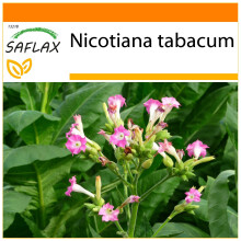 SAFLAX - Garden in the bag - Tabac - 250 graines - Avec substrat de culture dans un sac pratique Ă montage automatique - Nicotiana tabacum