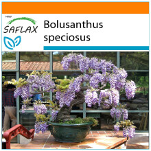 SAFLAX Garden in the bag - Afrikanischer Blauregen - Bolusanthus - 15 Samen