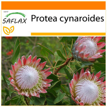 SAFLAX - Garden in the bag - Protée royale - 5 graines - Avec substrat de culture dans un sac pratique à montage automatique - Protea cynaroides