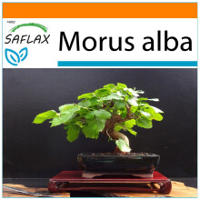 SAFLAX - Garden in the Bag - Bonsai - White Mulberry - 200 seeds - With substrate in a fitting stand up bag - Morus alba