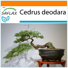 SAFLAX - Garden in the Bag - Bonsai - Indian Cedar - 35 seeds - With substrate in a fitting stand up bag - Cedrus deodara