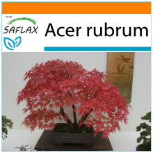 SAFLAX - Garden in the Bag - Bonsai - Red Maple - 20 seeds - With substrate in a fitting stand up bag - Acer rubrum