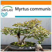SAFLAX Garden in the bag - Echte Myrte - Myrtus - 30 Samen