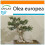 SAFLAX Garden in the bag - Ölbaum - Olea - 20 Samen 1