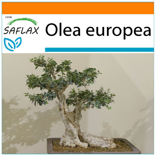 SAFLAX Garden in the bag - Ölbaum - Olea - 20 Samen
