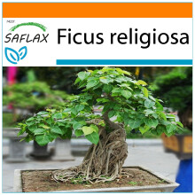 SAFLAX - Garden in the Bag - Bonsai - Peepul Tree / Sacred Fig - 100 seeds - With substrate in a fitting stand up bag - Ficus religiosa