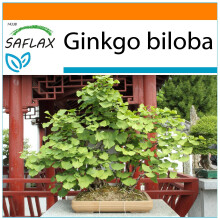 SAFLAX Garden in the bag - Ginkgo - Ginkgo - 4 Samen