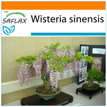 SAFLAX Garden in the bag - Blauregen - Wisteria - 4 Samen