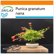 SAFLAX - Garden in the Bag - Bonsai - Dwarf Pomegranate - 50 seeds - With substrate in a fitting stand up bag - Punica granatum nana