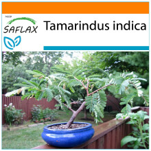 SAFLAX Garden in the bag - Tamarinde - Tamarindus - 4 Samen