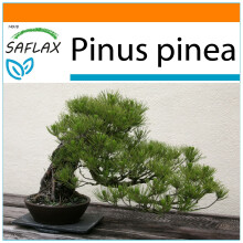 SAFLAX Garden in the bag - Mittelmeer-Pinie - Pinus - 6 Samen