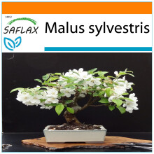 SAFLAX - Garden in the Bag - Bonsai - Wild Crab - 30 seeds - With substrate in a fitting stand up bag - Malus sylvestris