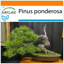 SAFLAX - Garden in the Bag - Bonsai - Ponderosa Pine - 20 seeds - With substrate in a fitting stand up bag - Pinus ponderosa