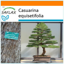 SAFLAX Garden in the bag - Strandkiefer - Casuarina - 200 Samen