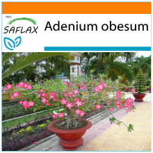 SAFLAX - Garden in the Bag - Bonsai - Desert Rose - 8 seeds - With substrate in a fitting stand up bag - Adenium obesum