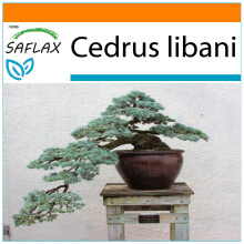 SAFLAX - Garden in the Bag - Bonsai - Lebanon Cedar - 20 seeds - With substrate in a fitting stand up bag - Cedrus libani