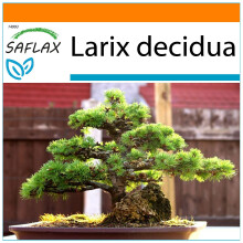 SAFLAX - Garden in the Bag - Bonsai - European Larch - 75 seeds - With substrate in a fitting stand up bag - Larix decidua