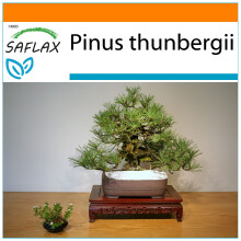 SAFLAX Garden in the bag - Schwarzkiefer - Pinus - 30 Samen