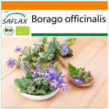 SAFLAX Garden in the bag - Borretsch - Borago - 40 Samen
