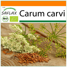 SAFLAX - Garden in the bag - BIO - Carvi - 800 graines - Avec substrat de culture dans un sac pratique Ă montage automatique - Carum carvi