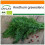 SAFLAX Garden in the bag - Dill - Anethum - 700 Samen 1