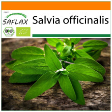 SAFLAX Garden in the bag - Salbei - Salvia - 60 Samen