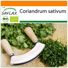SAFLAX Garden in the bag - Koriander - Coriandrum - 150 Samen
