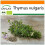 SAFLAX Garden in the bag - Thymian - Thymus - 800 Samen 1