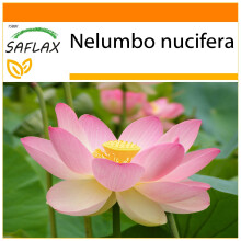SAFLAX - Garden in the bag - Lotus sacré - 8 graines - Avec substrat de culture dans un sac pratique à montage automatique - Nelumbo nucifera