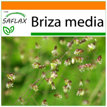 SAFLAX Garden in the bag - Herzzittergras - Briza - 75 Samen