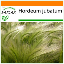 SAFLAX Garden in the bag - Mähnengerste - Hordeum - 70 Samen