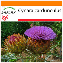 SAFLAX Garden in the bag - Cardo - 50 semi - Cynara