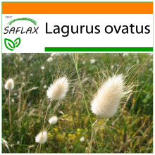 SAFLAX Garden in the bag - Hasenschwanzgras - Lagurus - 100 Samen
