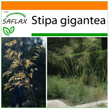 SAFLAX Garden in the bag - Federgras - Stipa - 10 Samen