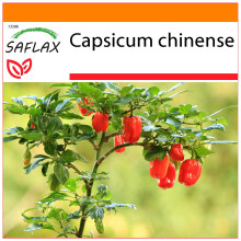 SAFLAX Garden in the bag - Peperoncino Habanero rosso delle Antille - 10 semi - Capsicum