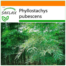 SAFLAX - Garden in the Bag - Moso Bamboo - 20 seeds - With substrate in a fitting stand up bag - Phyllostachys pubescens