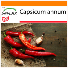SAFLAX - Garden in the bag - Piment de Cayenne - 20 graines - Avec substrat de culture dans un sac pratique Ă montage automatique - Capsicum annum