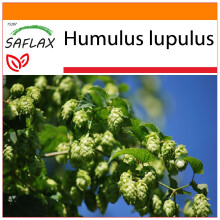 SAFLAX - Garden in the bag - Houblon - 50 graines - Avec substrat de culture dans un sac pratique Ă montage automatique - Humulus lupulus