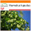 SAFLAX Garden in the bag - Luppolo - 50 semi - Humulus 1