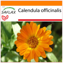 SAFLAX - Garden in the bag - Souci - 50 graines - Avec substrat de culture dans un sac pratique Ă montage automatique - Calendula officinalis