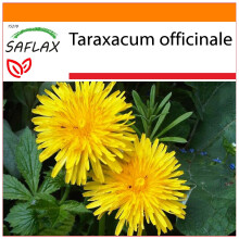 SAFLAX - Garden in the bag - Pissenlit - 200 graines - Avec substrat de culture dans un sac pratique Ă montage automatique - Taraxacum officinale