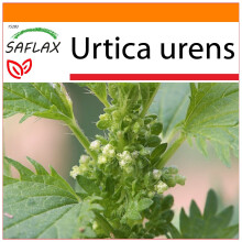 SAFLAX - Garden in the bag - Ortie brûlante - 150 graines - Avec substrat de culture dans un sac pratique à montage automatique - Urtica urens