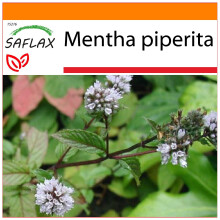 SAFLAX - Garden in the bag - Menthe poivrée - 300 graines - Avec substrat de culture dans un sac pratique à montage automatique - Mentha piperita