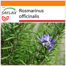 SAFLAX - Garden in the bag - Romarin - 100 graines - Avec substrat de culture dans un sac pratique à montage automatique - Rosmarinus officinalis