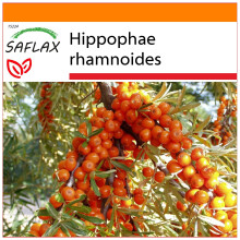 SAFLAX - Garden in the Bag - Sea Buckthorn - 40 seeds - With substrate in a fitting stand up bag - Hippophae rhamnoides