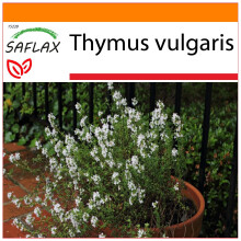 SAFLAX - Garden in the bag - Thym commun - 200 graines - Avec substrat de culture dans un sac pratique à montage automatique - Thymus vulgaris