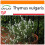 SAFLAX Garden in the bag - Thymian - Thymus - 200 Samen 1
